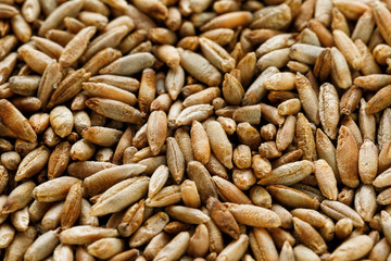 Natural oat grains background, closeup. vegetarian food