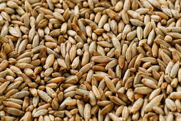 Natural oat grains background, closeup. vegetarian food