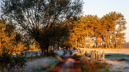 Jesienny poranek z przymrozkiem i szronem, Polska, Podlasie