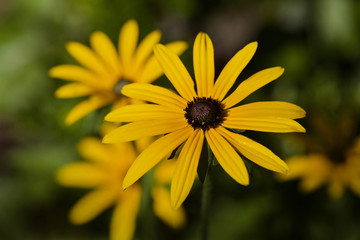 yellow flower with water drops of dew