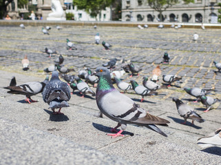 Fototapeta premium 鳩 カタルーニャ広場