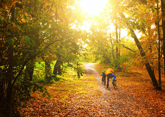 Two bicyclists, father and son, ride along the path in the autumn, maple forest