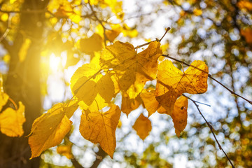 Background of autumn leaves. Backlighting from sun