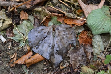 Closeup photograph of a wet, partly decomposed poplar leaf on the forest floor. The photograph was taken shortly after a summer rain shower.