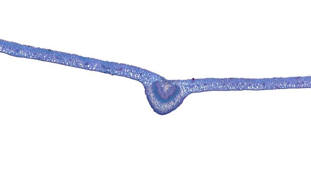 ligustrum leaf - cross section cut under the microscope &ndash; microscopic view of plant cells for botanic education