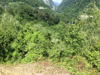 Beautiful view of the forest and bushes.