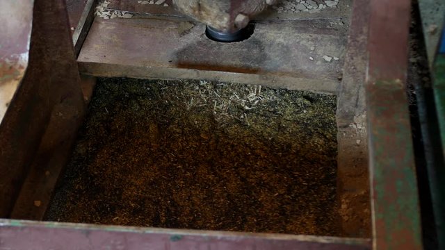 Production for the processing of rapeseed oilseeds and the production of rapeseed oil, the work of the roaster, the shafts of the roaster stir the crushed rape