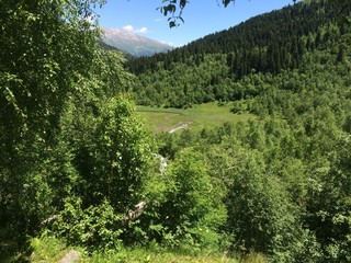 Forest and trees in Russia.
