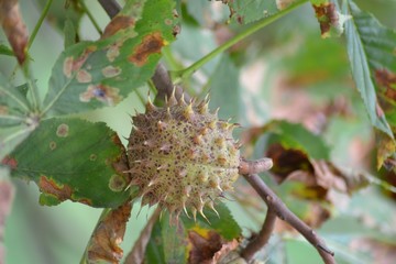 Closeup photograph of a horse chestnut husk hanging on a tree. The husk is green with brown speckles. Diseased leaves are seen in the background.