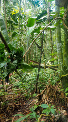 trees and plants at the amazon rainforest in colombia