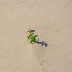 Lonely little plant on yellow sand on the beach, top view.