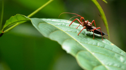 little red insect in the amazon rainforest in colombia