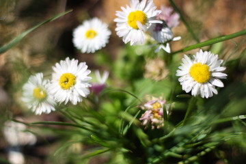 little daisies