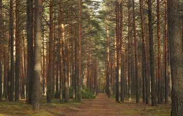 Pine forest. Old path passing through a dense pine forest.