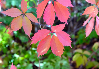 leaves in autumn
