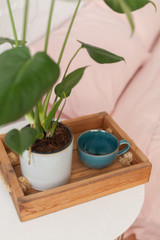 Green monstera plant on the wooden tray at the bed. Big blue empty cup on the tray on the coffee table at the bed. Pink bedding