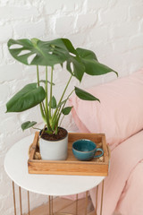 Green monstera plant on the wooden tray on the nightstand. Big blue empty cup on the tray on the coffee table at the bed. Pink bedding