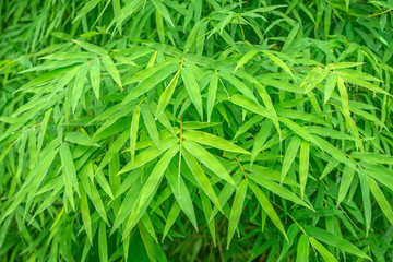 Fototapeta na wymiar beautiful fresh green leaves natural bamboo with raindrops like background, close up