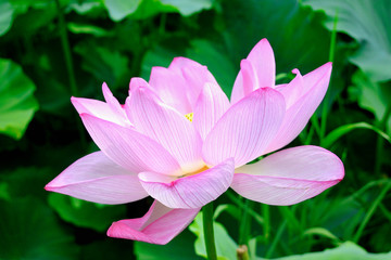 東京 上野 不忍池の美しい蓮の花　コピースペースあり（日本東京都） Beautiful lotus flowers at Shinobazu Pond in Ueno, Tokyo, with copy space (Tokyo, Japan)