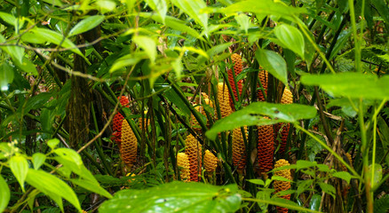 long yellow and red flowers in the amazon rainforest © iris