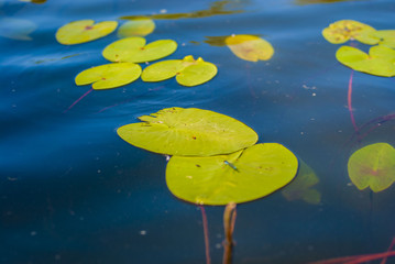 the leaves of water lilies on the water