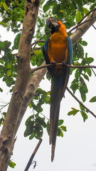 yellow macaw parrot in a tree in the amazon rainforest