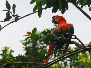 red macaw parrot in a tree in the amazon rainforest