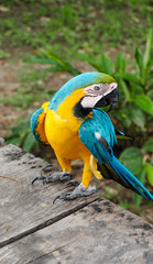 Obraz premium close up of a yellow macaw parrot in the amazon rainforest