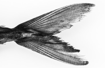 Silberne Fischflosse