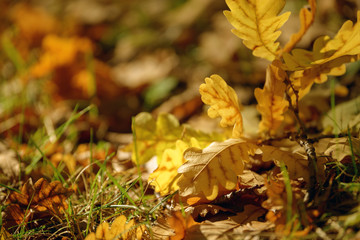 Beautiful colorful leaves in autumn forest. Red, orange, yellow, green and brown autumn leaves. Oak foliage. Seasonal background