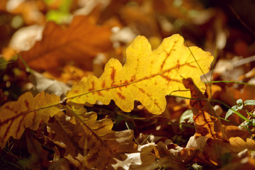 Beautiful colorful leaves in autumn forest. Red, orange, yellow, green and brown autumn leaves. Oak foliage. Seasonal background