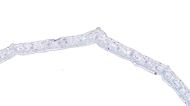 lily leaf - cross section cut under the microscope &ndash; microscopic view of plant cells for botanic education