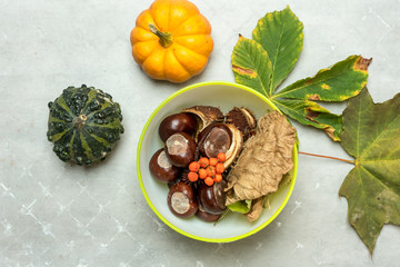 colorful autumn leaves, chestnuts, rowan, shell in a bowl on a light, stone background, top view, place for text