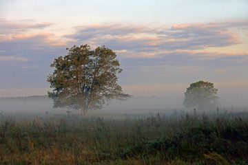 Fototapeta na wymiar two trees in the field covered with fog on the background of red blue clouds