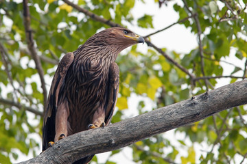 young hawk with beautiful plumage sitting on a tree in the woods, the view from the bottom to the top
