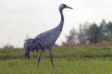 Obraz na płótnie Canvas graceful beautiful cranes walk in the meadow, cranes in the wild