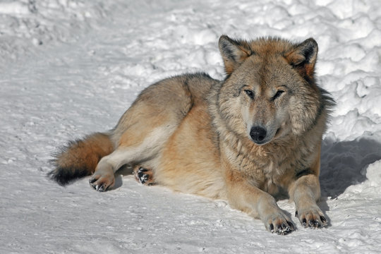 adult fluffy gray wolf lying on the snow