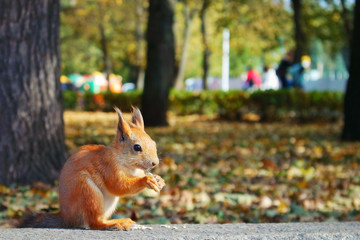 squirrel in autumn park