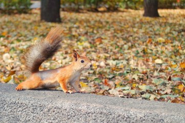 squirrel in autumn park