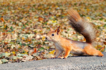 Naklejka na ściany i meble squirrel in autumn park