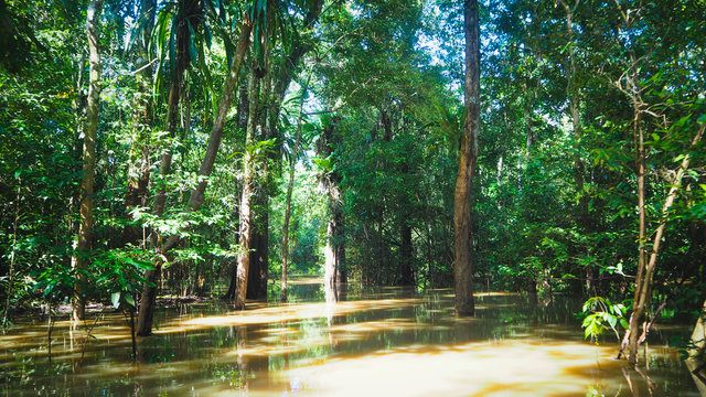 close up of the amazonas river with many plants