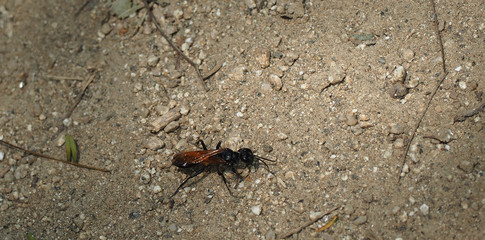 closeup of a little tropical bug