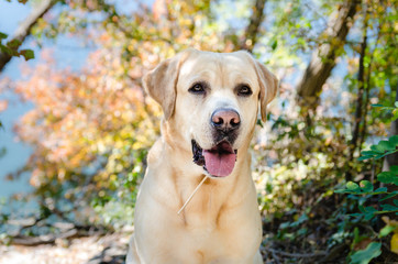 Labrador Retriever in the forest