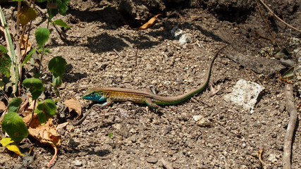 closeup of a blue lizard in colombia