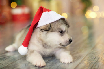 Fototapeta na wymiar Malamute puppy in santa hat
