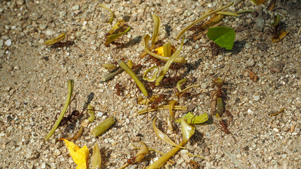 closeup of ants carrying food