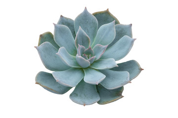 Echeveria plant succulent Green isolated.