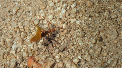 closeup of a tropical ant carrying food