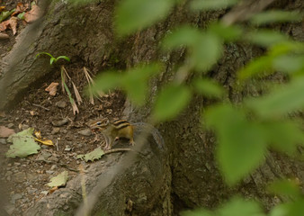 Chipmunk in the woods. Selective focus with shallow depth of field.