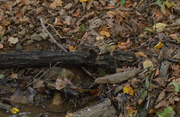 Chipmunk in the woods. Selective focus with shallow depth of field.